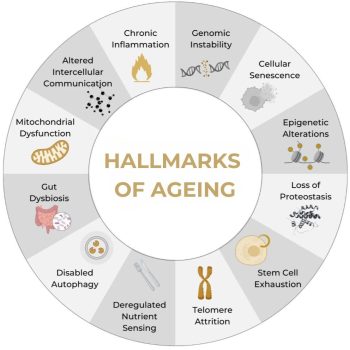 HALLMARKS OF AGEING